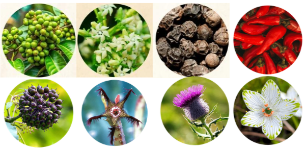 Faithful Fasting Formula Ingredients